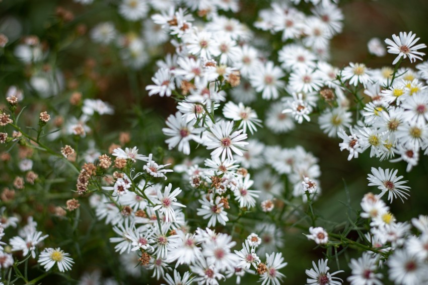Close up photo of white flowers (5)