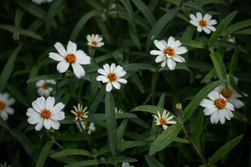 Close up photo of white flowers (3)
