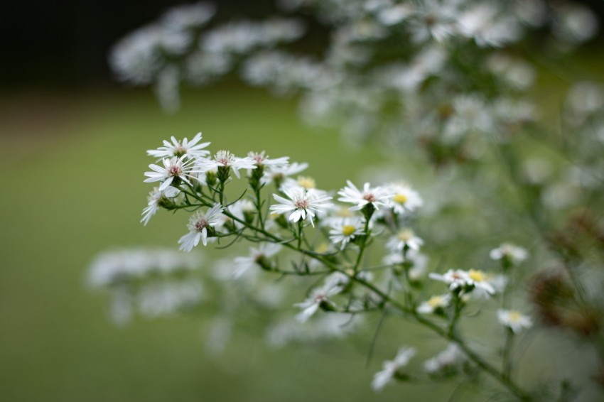 Close up photo of white flowers (6)