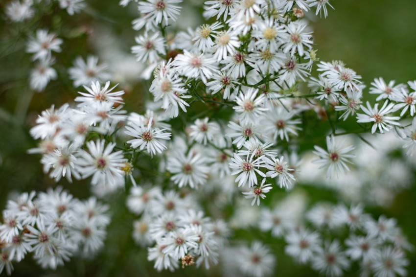 Close up photo of white flowers (7)