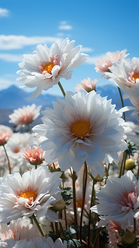 Beautiful White Calm Flower Aesthetics (336)