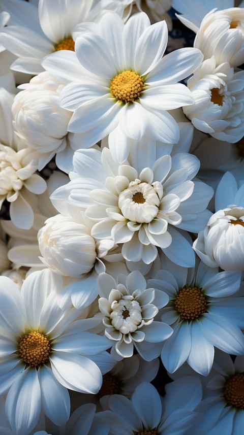Beautiful White Calm Flower Aesthetics (364)