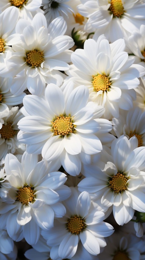 Beautiful White Calm Flower Aesthetics (417)