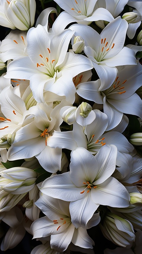 Beautiful White Calm Flower Aesthetics (519)