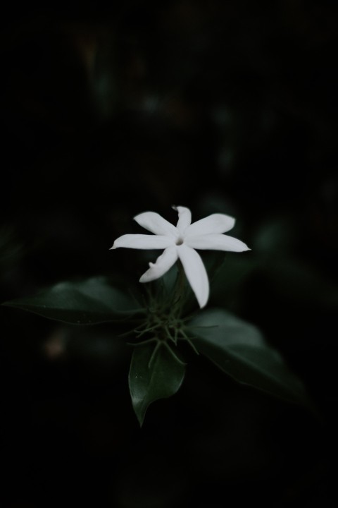 Close Up Photo of White Jasmine Flower Dark Moody (3)