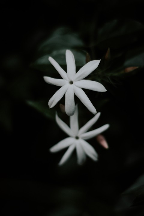 Close Up Photo of White Jasmine Flower Dark Moody (9)