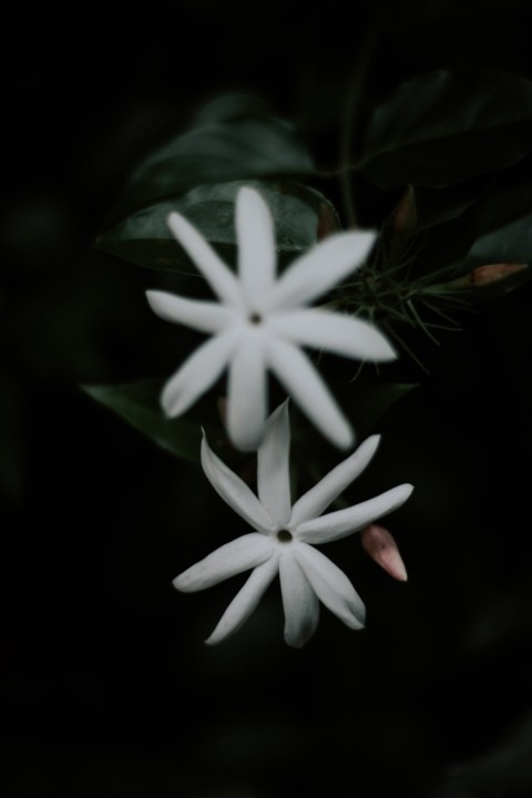 Close Up Photo of White Jasmine Flower Dark Moody (8)