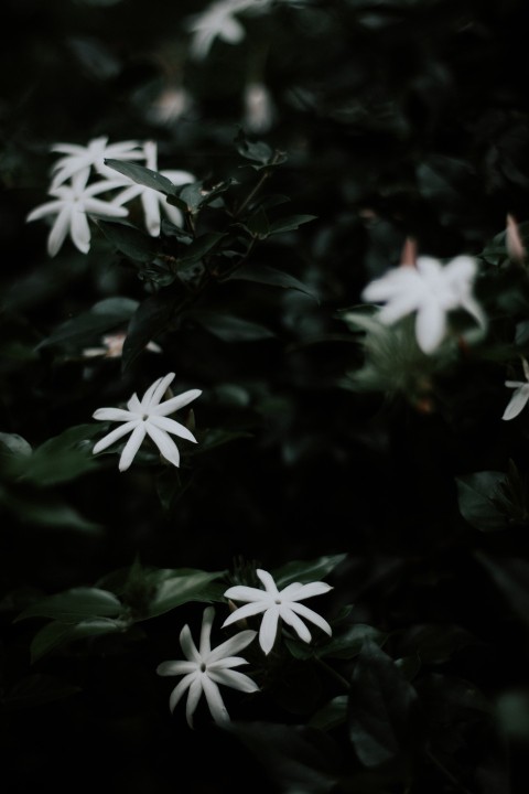 Close Up Photo of White Jasmine Flower Dark Moody (10)
