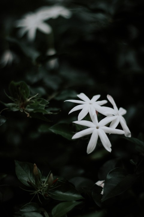Close Up Photo of White Jasmine Flower Dark Moody (4)