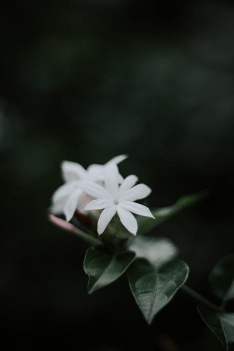 Close Up Photo of White Jasmine Flower Dark Moody (2)
