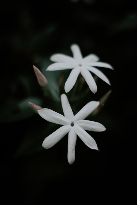 Close Up Photo of White Jasmine Flower Dark Moody (19)