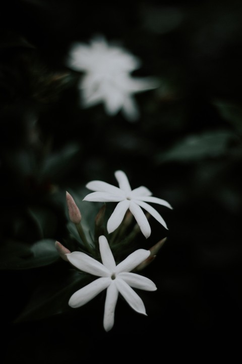 Close Up Photo of White Jasmine Flower Dark Moody (18)