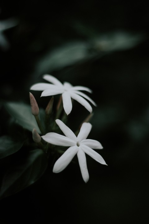 Close Up Photo of White Jasmine Flower Dark Moody (17)