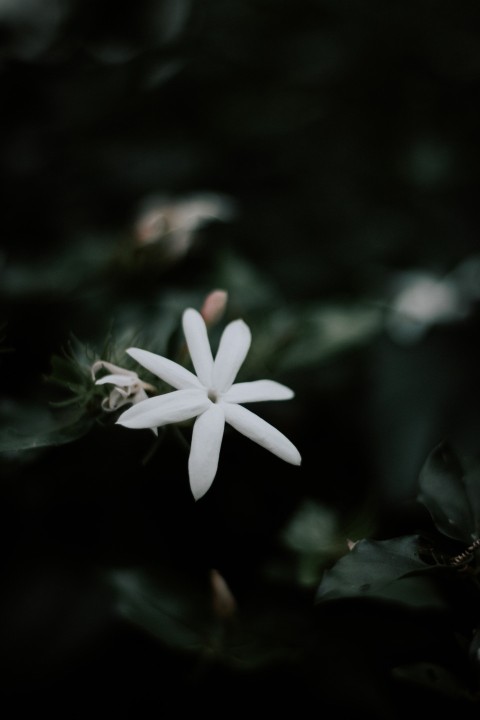 Close Up Photo of White  Jasmine Flower Dark Moody AnuStock 0001