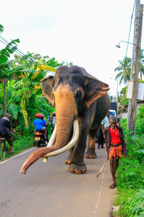 Nadungamuwa Raja Tusker Elephant (2)