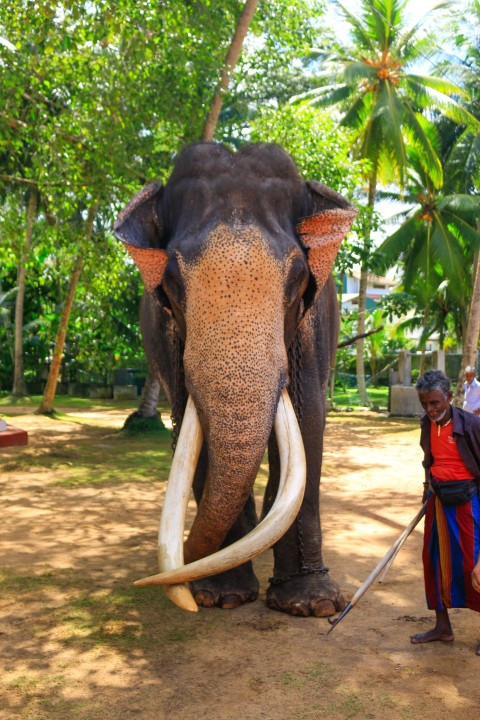 Nadungamuwa Raja Tusker Elephant (15)