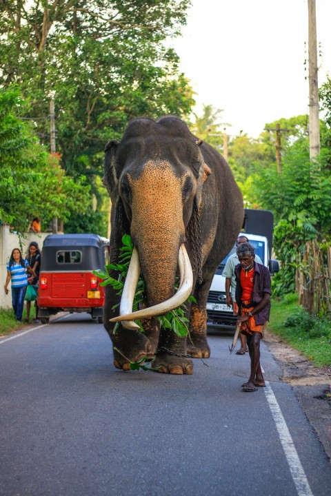 Nadungamuwa Raja Tusker Elephant (1)