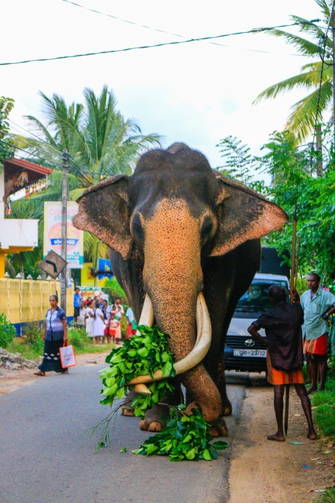 Nadungamuwa Raja Tusker Elephant (4)