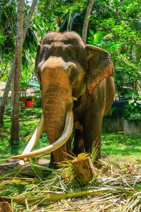 Nadungamuwa Raja Tusker Elephant (11)