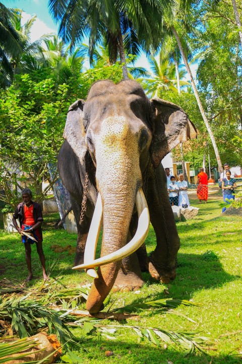 Nadungamuwa Raja Tusker Elephant (14)