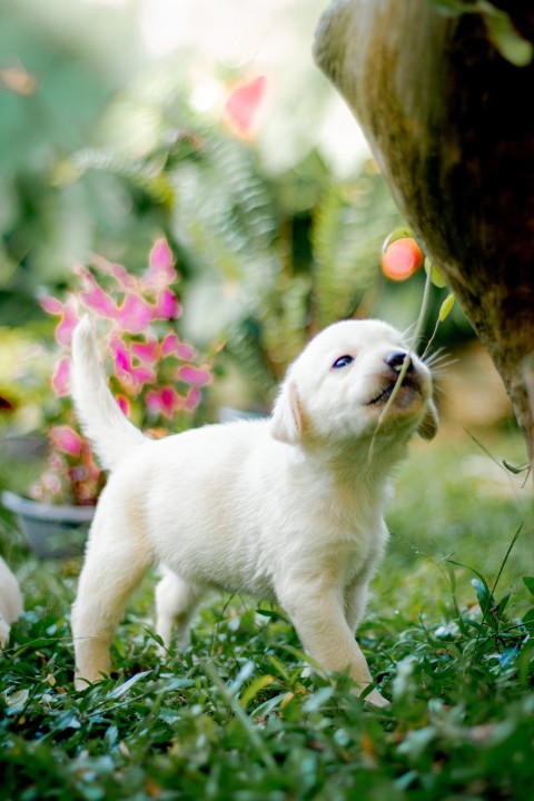Cute Baby Labrador Retriever Puppy   30 Days Old (50)