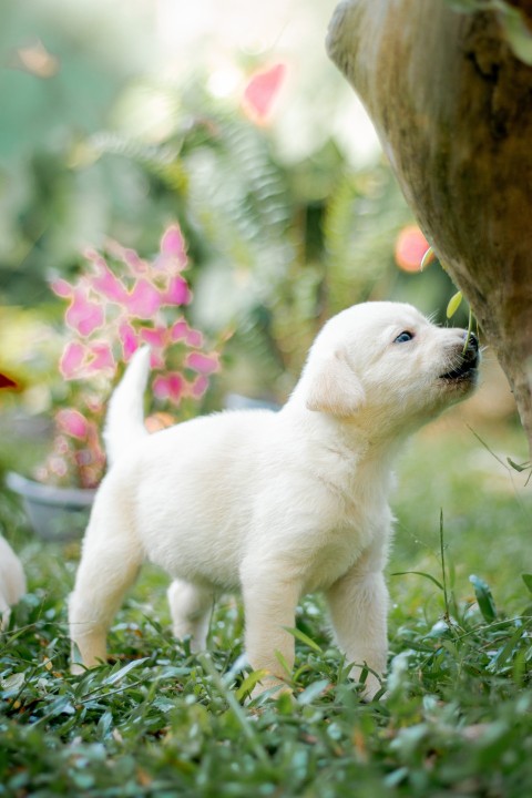 Cute Baby Labrador Retriever Puppy   30 Days Old (53)