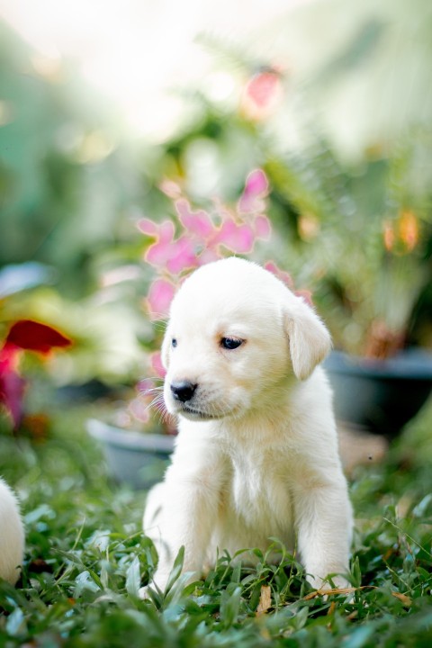 Cute Baby Labrador Retriever Puppy   30 Days Old (62)