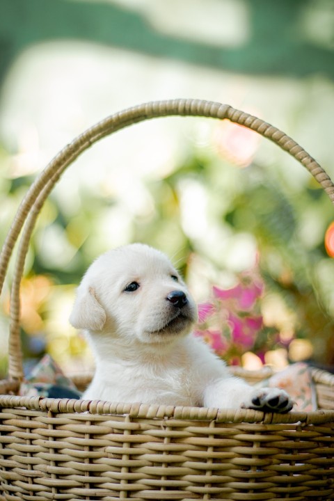Cute Baby Labrador Retriever Puppy   30 Days Old (79)