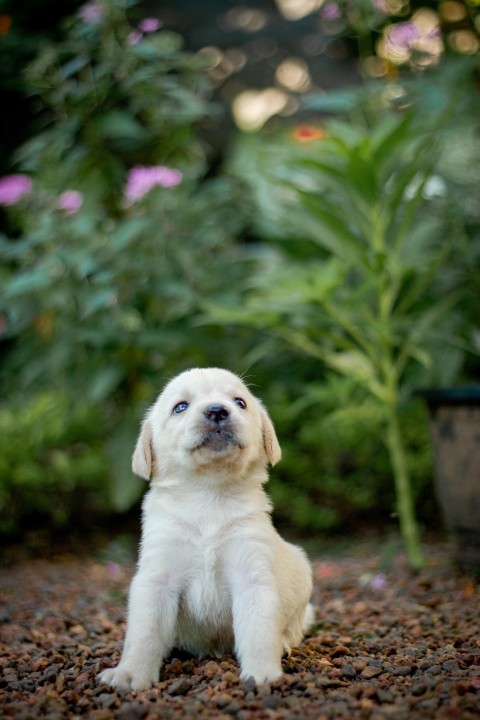 Cute Baby Labrador Retriever Puppy   30 Days Old (84)
