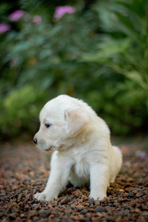 Cute Baby Labrador Retriever Puppy   30 Days Old (87)