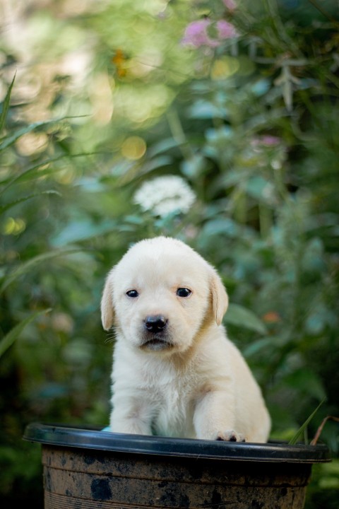 Cute Baby Labrador Retriever Puppy   30 Days Old (93)