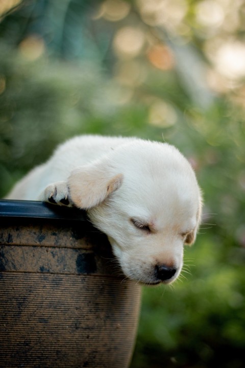 Cute Baby Labrador Retriever Puppy   30 Days Old (97)