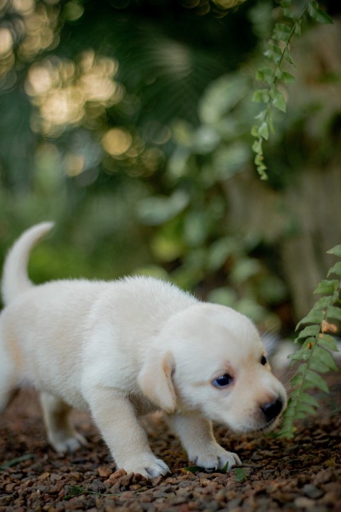 Cute Baby Labrador Retriever Puppy   30 Days Old (109)