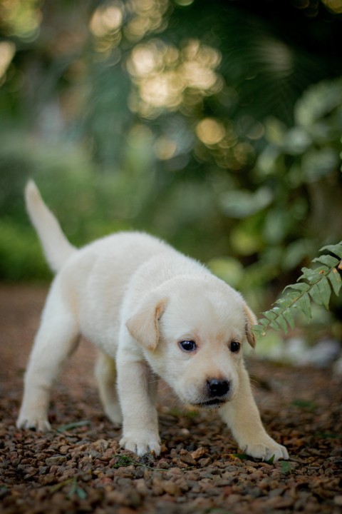 Cute Baby Labrador Retriever Puppy   30 Days Old (110)