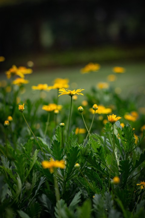 Yellow Flowers With Green Leaves (15)