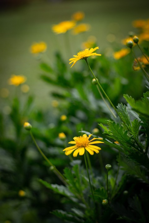 Yellow Flowers With Green Leaves (19)