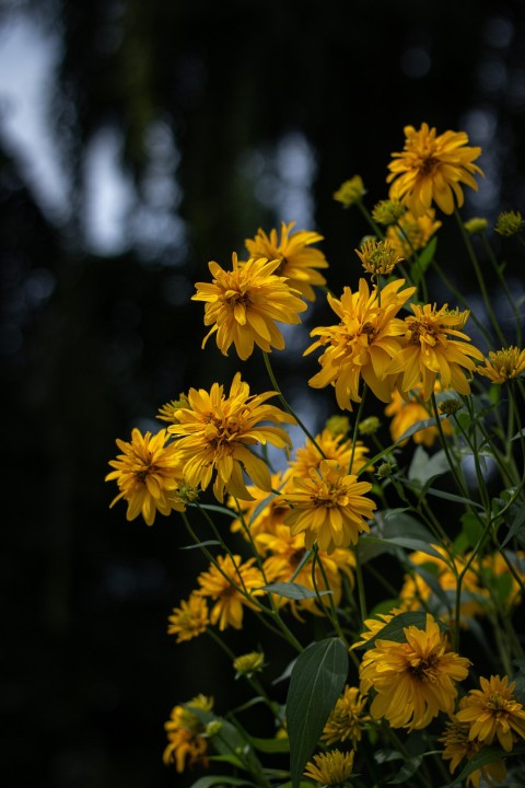 Yellow Flowers With Green Leaves (23)