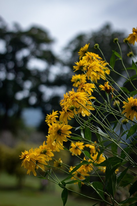 Yellow Flowers With Green Leaves (25)