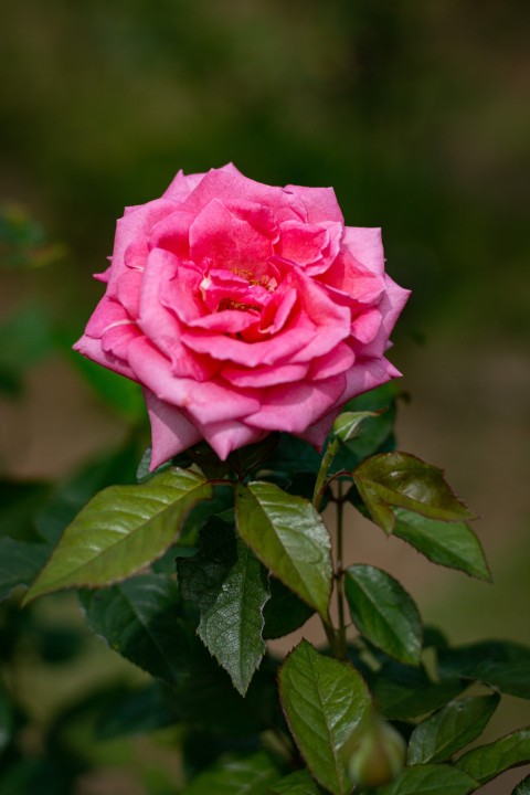 Close up photography of one pink rose flower (2)