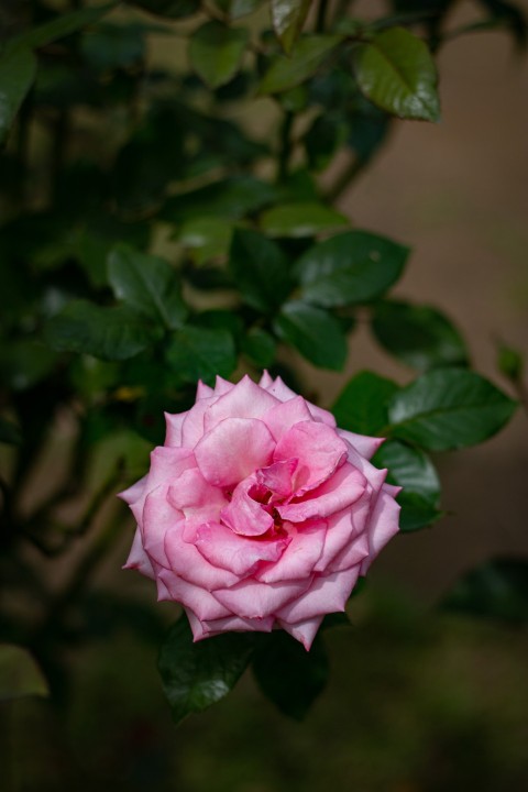 Close up photography of one pink rose flower (15)
