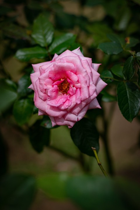 Close up photography of one pink rose flower (14)