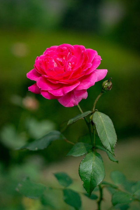 Close up photography of one pink rose flower (7)