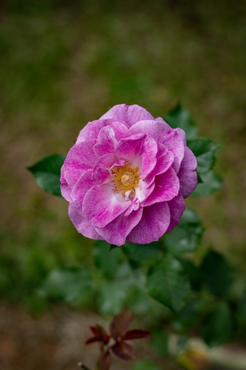 Close up photography of one rose flower (9)