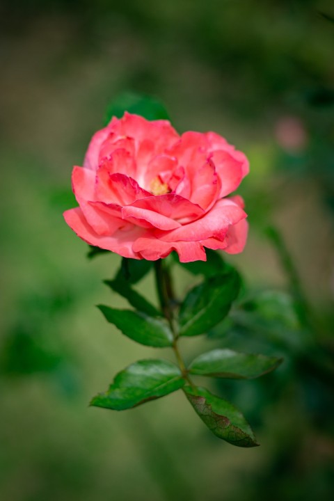Close up photography of single pink rose flower (6)