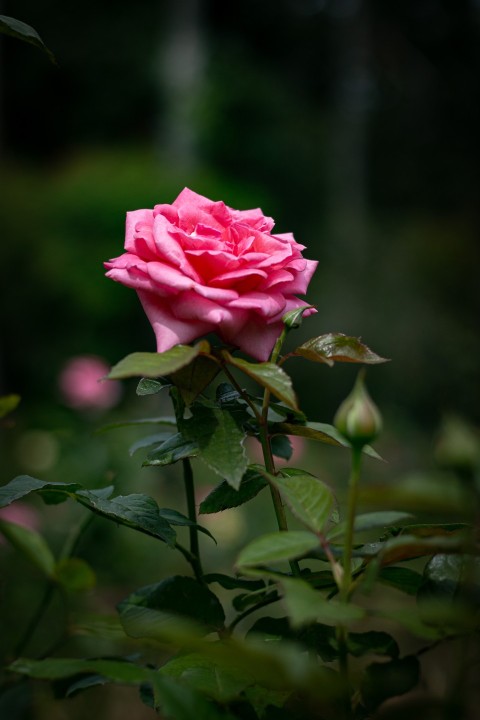 Close up photography of single pink rose flower (17)