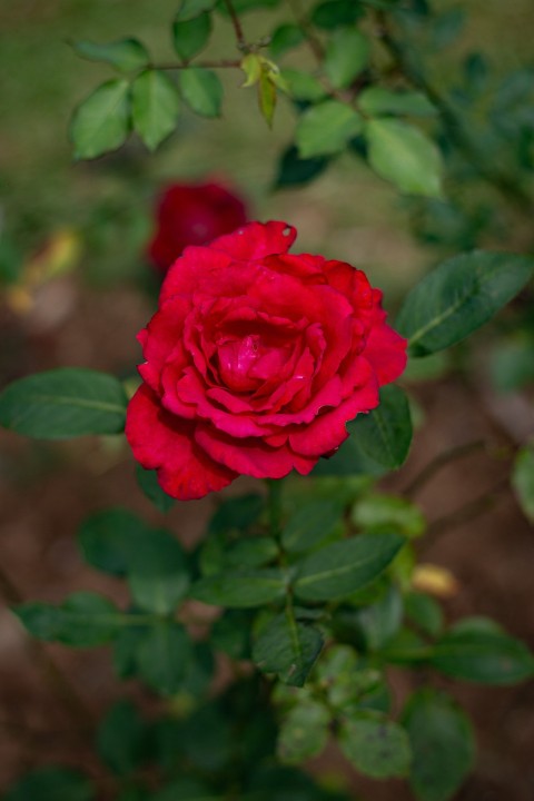 Close up photography of one red rose flower (10)