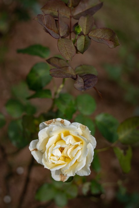 Close up photography of one yellow rose flower