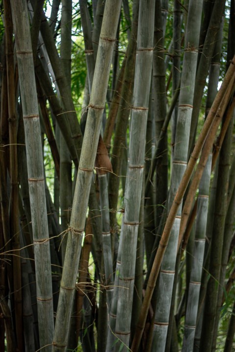 Bamboo branches (2)