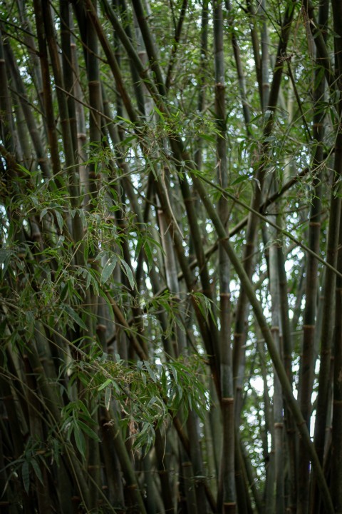 Bamboo branches (3)