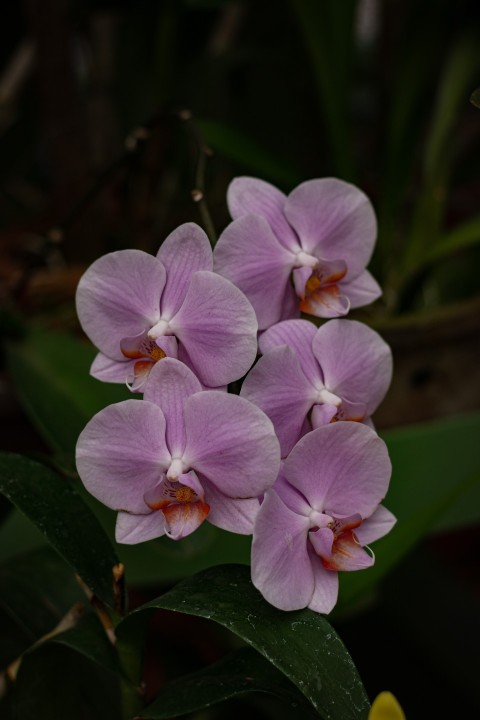 Close up photo of purple flowers 5
